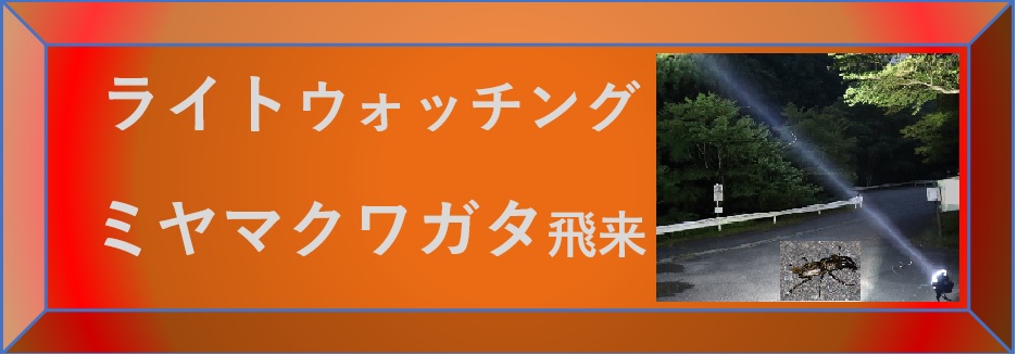 昆虫ウォッチング -ライトウォッチング_ミヤマクワガタ飛来-選択SW